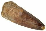 Fossil Spinosaurus Tooth - Real Dinosaur Tooth #305624-1